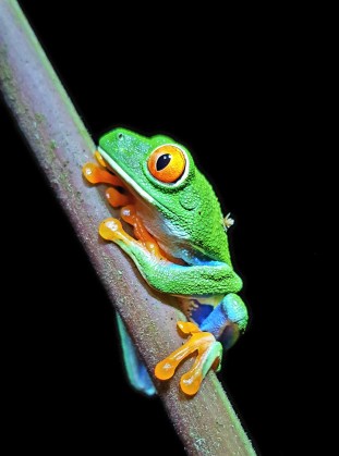 What I'd have sounded like if I'd sung their national anthem...