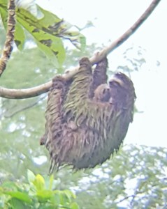 A sloth, which I was starting to feel like...